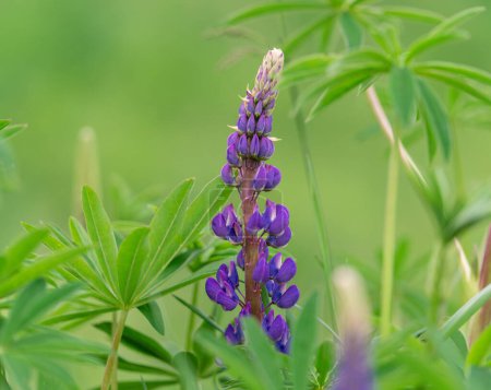 Téléchargez les photos : Lupinus, lupin, lupine field with pink purple and blue flowers. Summer flower - en image libre de droit