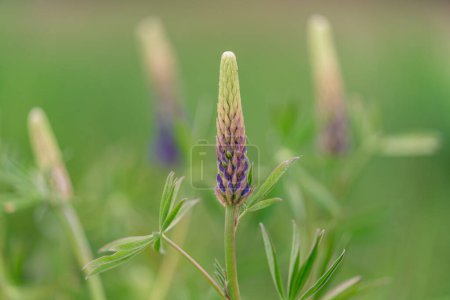 Téléchargez les photos : Lupinus, lupin, lupine field with pink purple and blue flowers. Summer flower - en image libre de droit