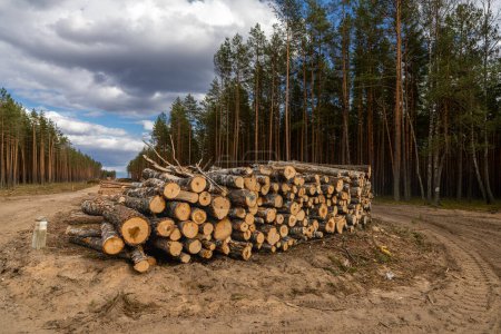 Foto de Montones de troncos a lo largo de la carretera forestal. Bosque de pinos y abetos. Montón de troncos de madera, la industria maderera maderera. - Imagen libre de derechos