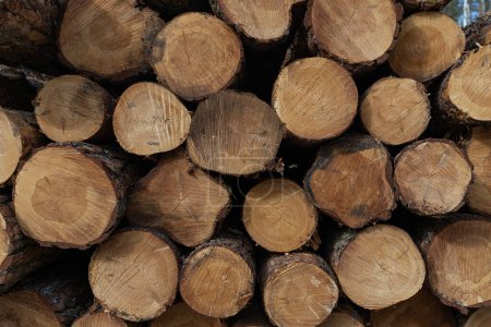 Téléchargez les photos : Pile de stockage de grumes de bois pour l'industrie - en image libre de droit