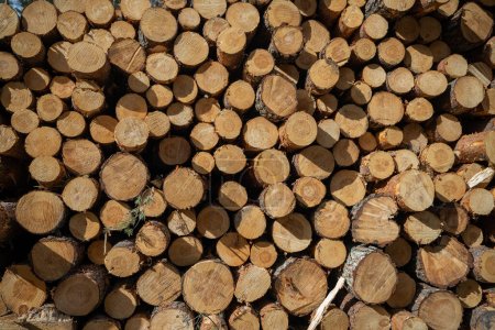 Téléchargez les photos : Pile de stockage de grumes de bois pour l'industrie - en image libre de droit