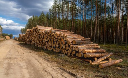 Foto de Montones de troncos a lo largo de la carretera forestal. Bosque de pinos y abetos. Montón de troncos de madera, la industria maderera maderera. - Imagen libre de derechos