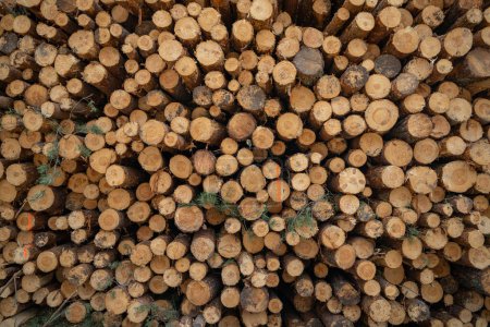 Photo for Pile of wood logs storage for industry - Royalty Free Image
