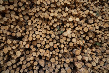 Foto de Montón de madera troncos de almacenamiento para la industria - Imagen libre de derechos