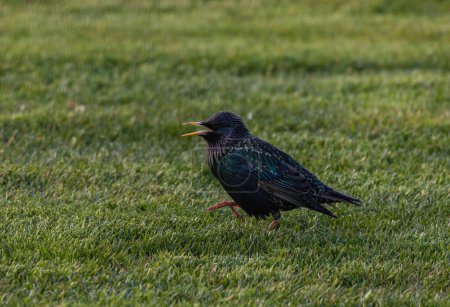 Téléchargez les photos : Oiseau étourneau commun marchant sur l'herbe - en image libre de droit