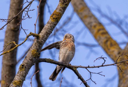 Photo for Fieldfare bird on the branch of spring tree. Europe, Lithuania. - Royalty Free Image