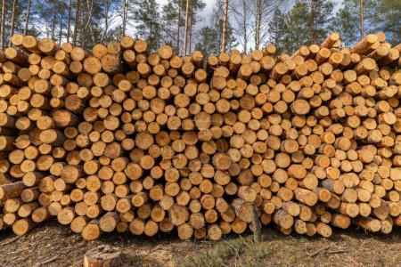 Photo for Pile of wood logs storage for industry - Royalty Free Image