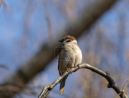 Foto de Home Sparrow Bird on the Tree Branch. - Imagen libre de derechos
