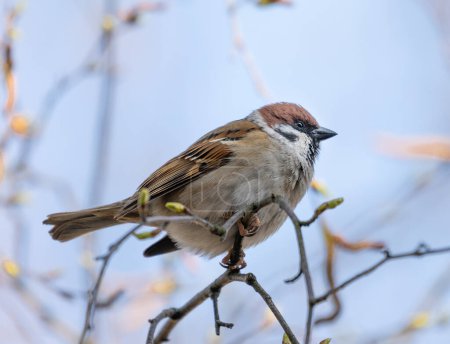 Téléchargez les photos : Accueil Bruant Oiseau sur la branche des arbres. - en image libre de droit
