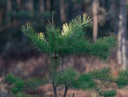 Photo for Green Pine Branch in the forest. - Royalty Free Image