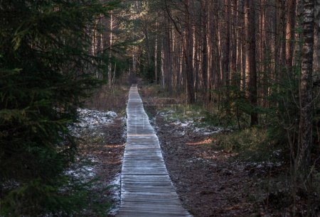 Téléchargez les photos : Forest wooden path walkway through wetlands. Selective focus, very shallow depth of field - en image libre de droit