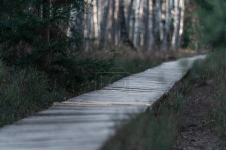 Téléchargez les photos : Forest wooden path walkway through wetlands. Selective focus, very shallow depth of field - en image libre de droit