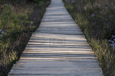 Foto de Forest wooden path walkway through wetlands. Selective focus, very shallow depth of field - Imagen libre de derechos