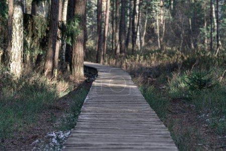 Foto de Camino de madera del bosque camino a través de los humedales. Enfoque selectivo, profundidad de campo muy superficial - Imagen libre de derechos