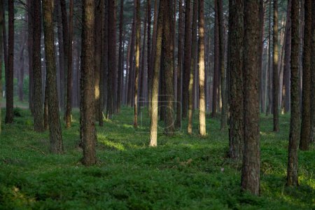 Foto de Morning Sunlight en Pinewood Forest. Sendero, Camino Forestal en Fondo. Hermosa vista del paisaje matutino. Lituania - Imagen libre de derechos