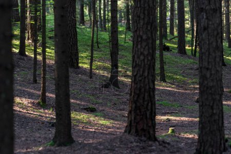 Téléchargez les photos : Pine Trees Forest and Path. Lithuania - en image libre de droit