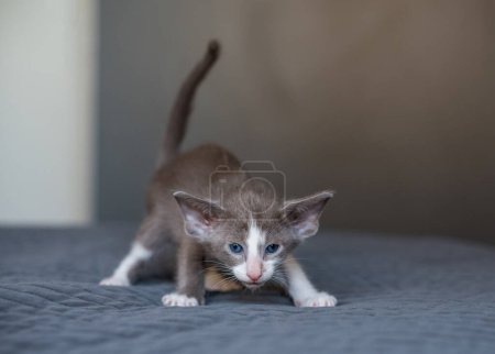 Foto de Joven gato oriental. Interior del hogar. Retrato Gato joven. - Imagen libre de derechos