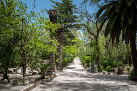 Téléchargez les photos : Roman Bath Garden in Carthage, Tunisia. Palm Trees and path - en image libre de droit