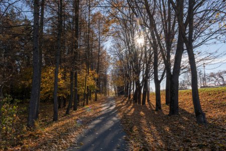 Foto de Naturaleza otoñal y acera con hojas de otoño - Imagen libre de derechos