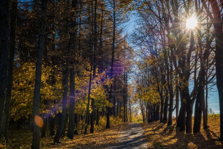 Téléchargez les photos : Autumn Nature and Sidewalk With Autumn Leaves - en image libre de droit