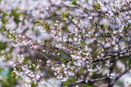 Téléchargez les photos : Arbre Sakura en fleurs au printemps. Lituanie, Vilnius. - en image libre de droit