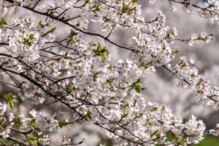 Téléchargez les photos : Arbre Sakura en fleurs au printemps. Contexte flou. - en image libre de droit
