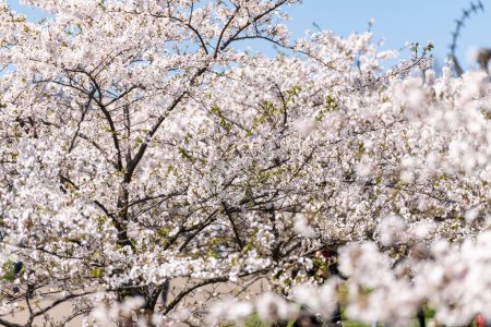 Téléchargez les photos : Floraison Sakura Tree Garden au printemps. Contexte flou. - en image libre de droit