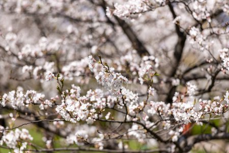 Téléchargez les photos : Floraison Sakura Tree Garden au printemps. Contexte flou. - en image libre de droit