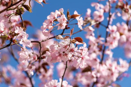 Téléchargez les photos : Blooming Purple Red Sakura Tree Garden au printemps. Contexte flou. - en image libre de droit