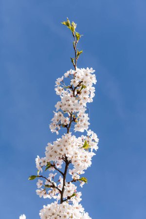 Téléchargez les photos : Branche Sakura dans un ciel bleu clair Contexte. - en image libre de droit