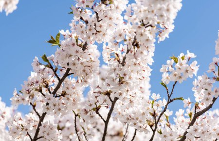 Téléchargez les photos : Sakura Branch in Clear Blue Sky Background. - en image libre de droit
