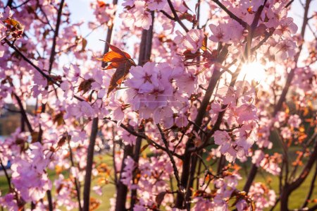 Téléchargez les photos : Sakura rouge pourpre dans la lumière du coucher du soleil. Contexte flou. - en image libre de droit