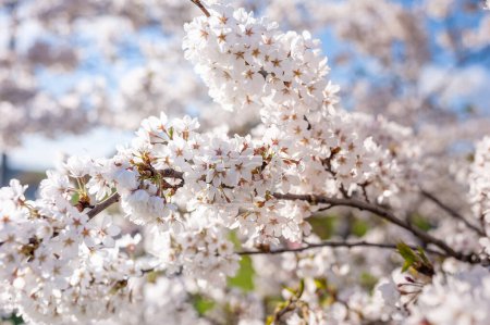 Téléchargez les photos : Sakura Tree and Bright Clear Blue Sky. Lumière du soleil en arrière-plan - en image libre de droit