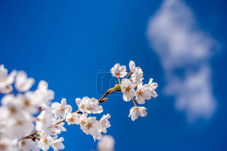 Téléchargez les photos : Branche ciel bleu clair et Sakura. Blooming Time. Printemps avec lumière du soleil - en image libre de droit