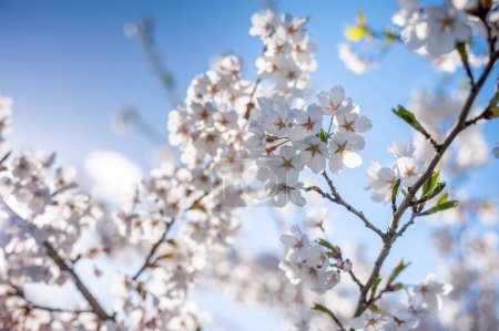 Téléchargez les photos : Sakura Tree and Bright Clear Blue Sky. Lumière du soleil en arrière-plan - en image libre de droit