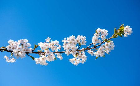 Téléchargez les photos : Branche ciel bleu clair et Sakura. Blooming Time. Printemps avec lumière du soleil - en image libre de droit