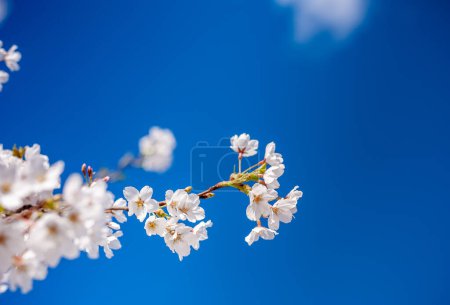 Téléchargez les photos : Clear Blue Sky and Sakura Branch. Blooming Time. Springtime with Sunlight - en image libre de droit