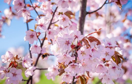 Téléchargez les photos : Sakura Tree and Flying Bee. Magnifique jardin Sakura en Lituanie. - en image libre de droit