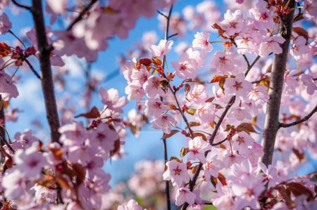 Foto de Sakura Tree and Flying Bee. Beautiful Sakura Garden in Lithuania. - Imagen libre de derechos