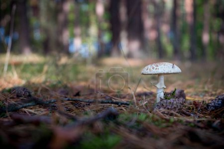 Foto de Macrolepiota. Genus of white spored, gilled mushrooms of the family Agaricaceae - Imagen libre de derechos