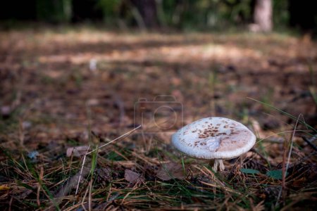 Téléchargez les photos : Macrolepiota est un genre de champignons de la famille des Agaricaceae. - en image libre de droit