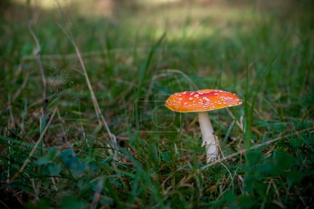 Téléchargez les photos : Amanita Muscaria Fly Agaric Mushroom - en image libre de droit