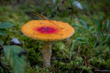 Téléchargez les photos : Amanita muscaria Fly Agaric Mushroom - en image libre de droit