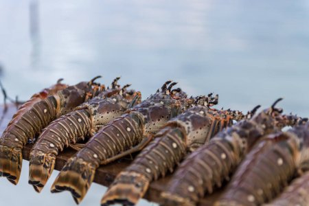 Téléchargez les photos : Raw Lobster on the beach. Ready to be cooked - en image libre de droit