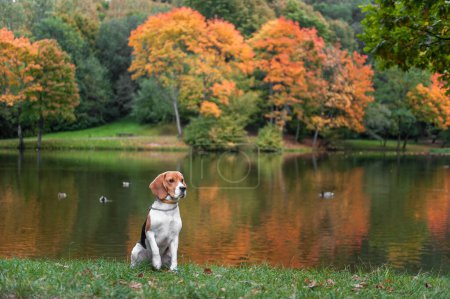 Téléchargez les photos : Beagle Dog Assis sur l'herbe. Arbre d'automne Contexte. Eau et Réflexion. Canard en arrière-plan. - en image libre de droit