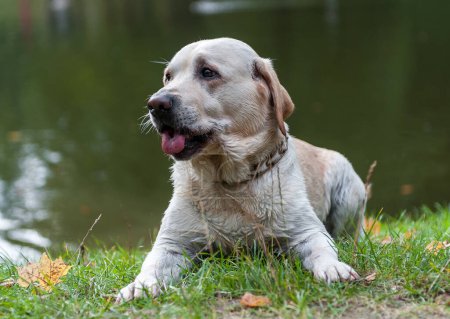 Téléchargez les photos : Labrador Retriever Dog Allongé sur l'herbe. Portrait. - en image libre de droit
