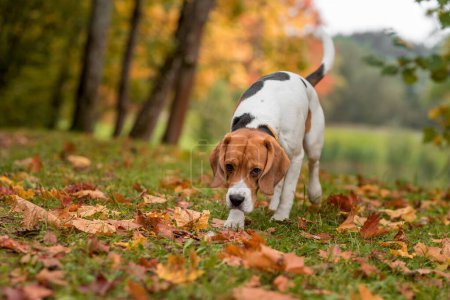 Foto de Beagle Dog Pasea por la hierba. Hojas de otoño en segundo plano. - Imagen libre de derechos