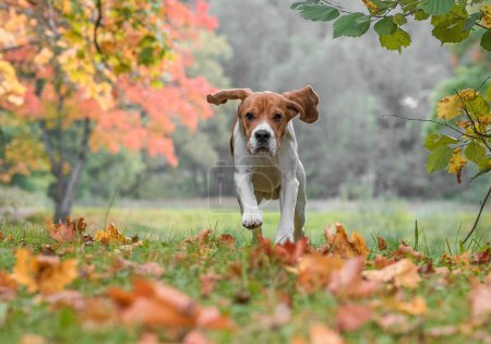 Photo for Beagle Dog Running on the grass. Autumn Leaves in Background. - Royalty Free Image