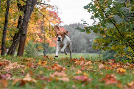 Foto de Beagle Dog Running on the grass. Autumn Leaves in Background. - Imagen libre de derechos