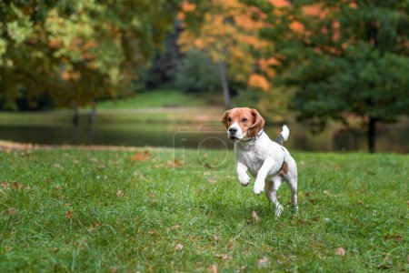 Photo for Beagle Dog Running on the grass. - Royalty Free Image